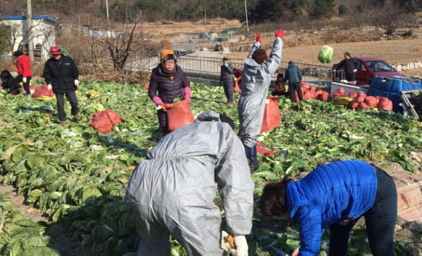 지난 18일 여수 묘도 읍동마을 어르신들이 복지시설에 후원할 재배한 배추를 마을텃밭에서 수확하고 있다.