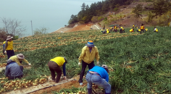 지난 16일 여수시 공무원과 농협중앙회 여수시지부 관계자 등이 화양 벌가마을에서 양파수확을 돕고 있다.