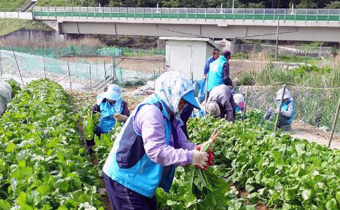 지난 10일 여수시 만덕동 노인사회활동 지원사업 참여 어르신들이 만흥동 나눔텃밭에서 소외계층을 위한 열무를 수확하고 있다.