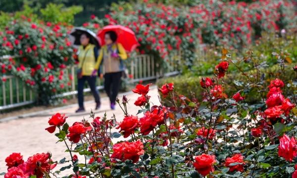 15일 오전 빨간 장미꽃이 활짝 핀 여수 성산공원에서 시민들이 산책을 즐기고 있다. 성산공원은 매년 5월이면 86종 7000여주의 장미가 만개해 아름다움을 뽐낸다.