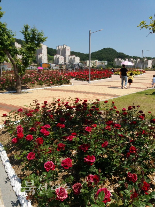 장미 향기 가득한, 웅천 이순신공원/ バラの香りがいっぱいの熊川の李舜臣公園