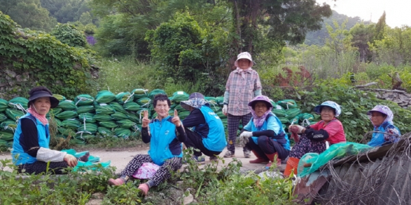 여수시 화정면 노인사회활동 지원사업 참여 어르신들이 할매·할배 텃밭에서 옥수수를 수확한 후 휴식을 취하고 있다.
