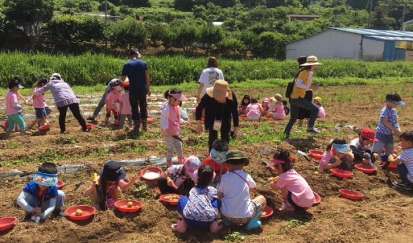지난달 21일 여수지역 어린이들이 율촌 농촌체험마을에서 고사리손으로 감자를 캐고 있다.