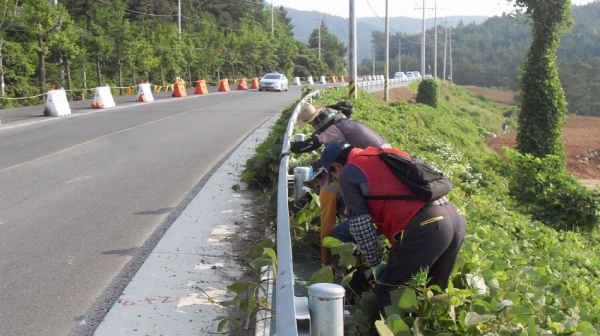 지난 20일 여수시 칡덩굴 제거작업단이 도로변에 자라고 있는 칡덩굴을 제거하고 있다.