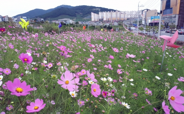 15일 오전 여수 웅천동 보훈회관 아래 빈터에 조성된 코스모스 꽃밭 모습