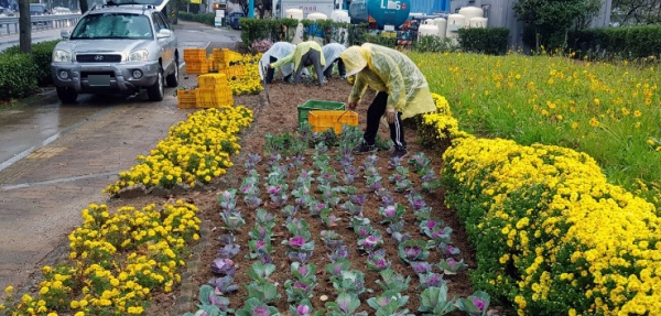 지난 8일 여수시 충무동 자생단체 회원들이 비가 오는 날씨에도 도로변 빈터에 꽃양배추를 심고 있다.