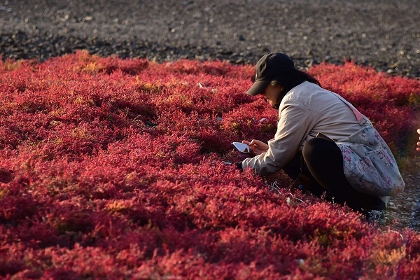 갯벌의 꽃밭처럼 환성을 자아낸 붉은색 염생식물 '해홍나물' 앞에서 (사진=김수동)
