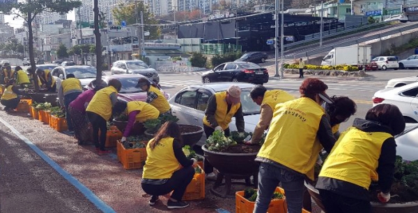 지난 13일 여수시 월호동 주민자치위원회, 통장협의회 등 5개 자생단체 회원들과 공무원이 도로변 화분에 꽃양배추를 심고 있다.