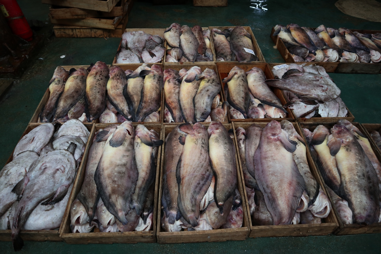 여수중앙선어시장에 물메기들이 성시를 이루고 있다