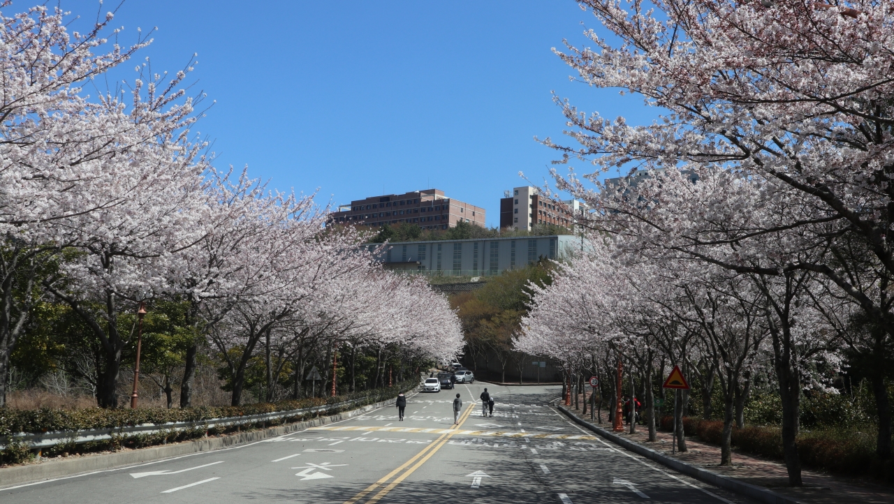 포근한 봄 날씨를 보인 31일 벚꽃이 만개한 전남대 여수캠퍼스에서 시민들이 산책을 하고 있다.