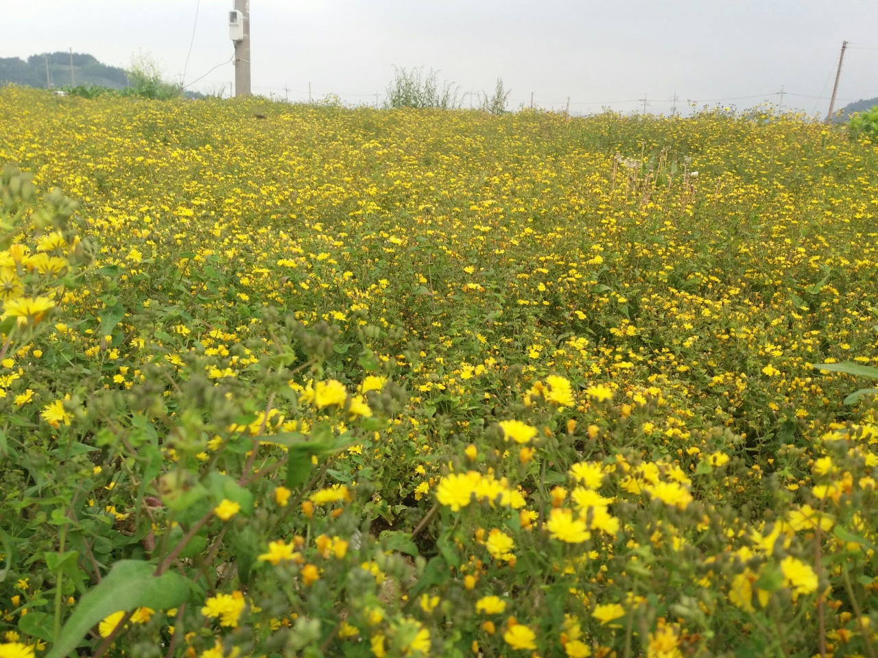 돌산읍 송시마을 앞에 고들빼기가 노오란 꽃을 피우고 있다.
