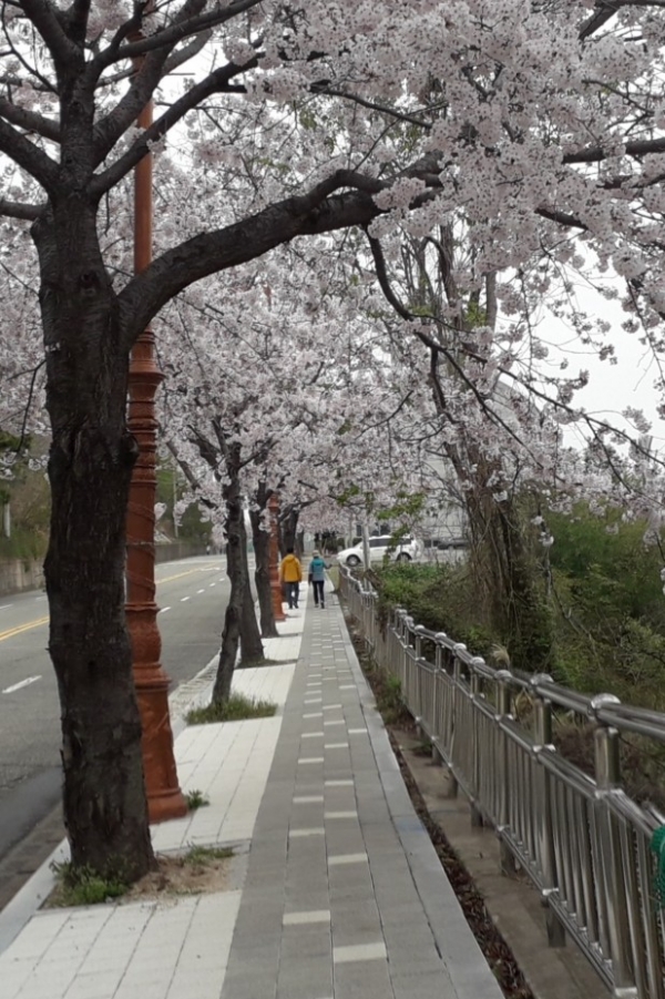 봄기운이 완연한 3월 28일 여수시 안산1길 도로변에 있는 왕벚꽃나무가 꽃망울을 활짝 터뜨리고 있다. 벌써 온 목련, 벚꽃 나무가 구름같이 어우러져 있는 풍경이다. 아무일 하나 없는 듯 화안한 꽃 속이다.