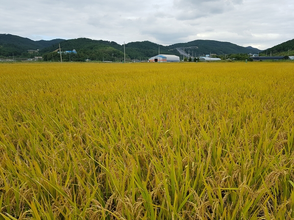 ▲ (사진은 유기농 ‘하이아미’ 쌀 생산단지(소라면 대곡))