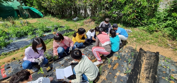 ▲ 여수시농업기술센터에서 추진하는 농업을 매개로한 원예통합 프로그램에 여천초등학교 학생들이 참여해 텃밭 채소를 가꾸고 있다.