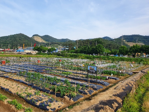 ▲ 2021년 ‘친환경 가족텃밭’ 봄 작물 재배 사진
