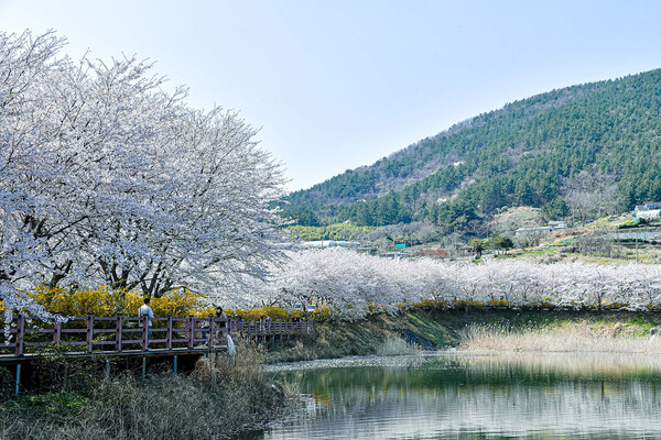 [포토] ‘봄바람 휘날리며 흩날리는 벚꽃 잎이~’